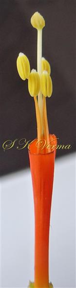  Stamens and Pistil-Corolla limb removed